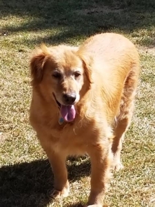 RosiePosie17041Ae3.jpg